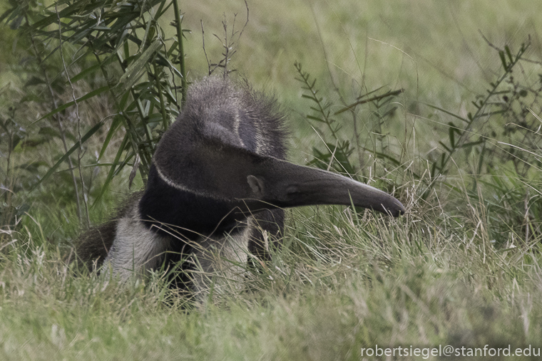 Giant anteater